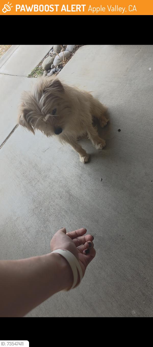 Found/Stray Male Dog last seen Algonquin & Bear Valley Rd, Apple Valley, CA 92308