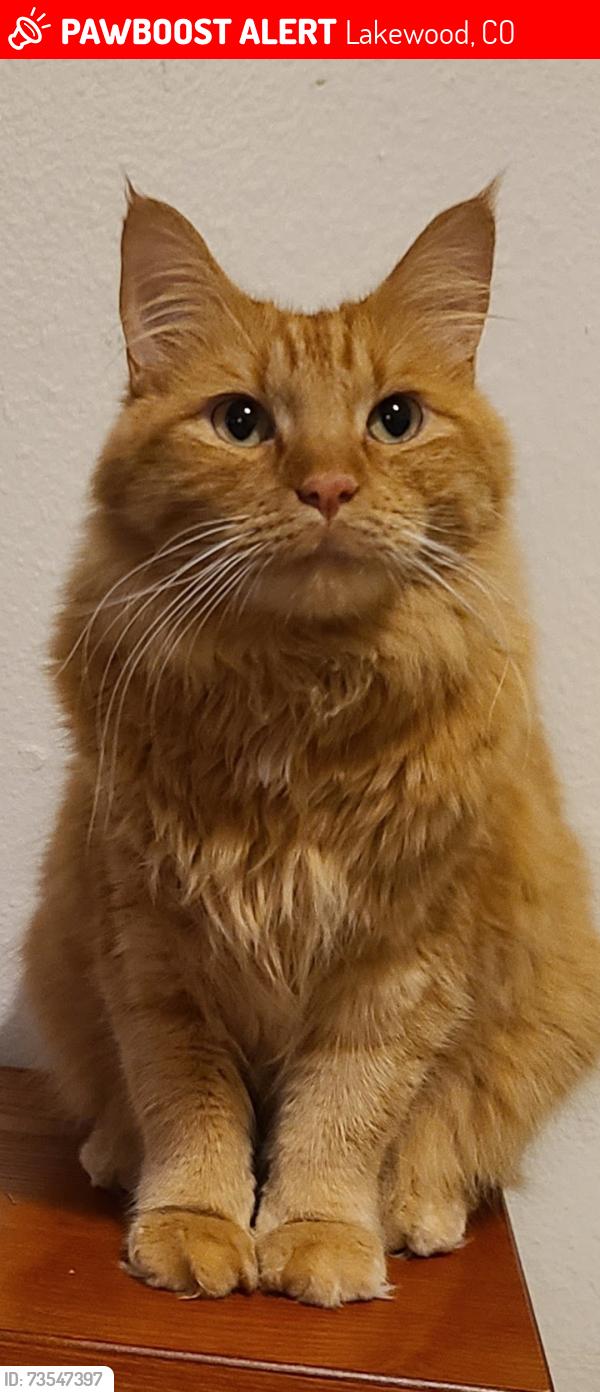 Lost Male Cat last seen Colfax & Garrison, Lakewood, CO 80215
