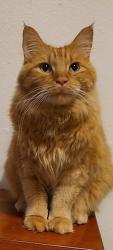 Lost Male Cat last seen Colfax & Garrison, Lakewood, CO 80215