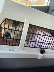 Found/Stray Unknown Dog last seen Index Ave and Harrington, Renton, WA 98056