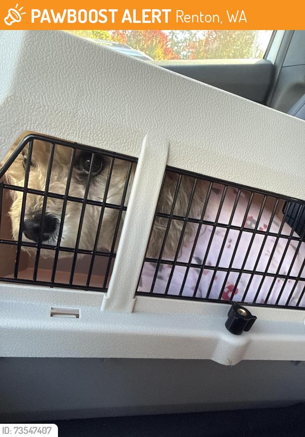Found/Stray Unknown Dog last seen Index Ave and Harrington, Renton, WA 98056