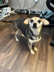 Shelter Stray Female Dog last seen Seward Park, Seattle, WA, 2061 15th Ave W, Seattle, WA 98119, USA