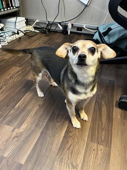 Shelter Stray Female Dog last seen Seward Park, Seattle, WA, 2061 15th Ave W, Seattle, WA 98119, USA