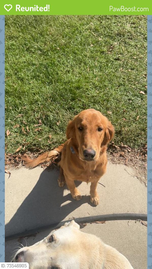 Reunited Female Dog last seen Byrds Mill Rd, Bunnlevel, NC 28323