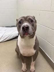 Shelter Stray Male Dog last seen , Gulfport, MS, 2615 25th Ave, Gulfport, MS 39501, USA