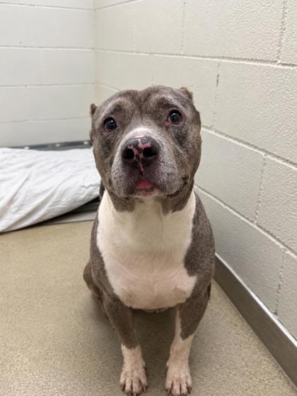 Shelter Stray Male Dog last seen , Gulfport, MS, 2615 25th Ave, Gulfport, MS 39501, USA
