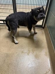 Shelter Stray Unknown Dog last seen Near 46th Street, Oakland,, 1101 29th Ave, Oakland, CA 94601, USA