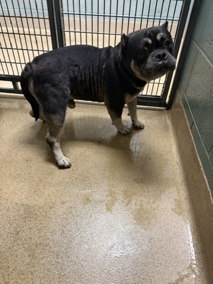 Shelter Stray Unknown Dog last seen Near 46th Street, Oakland,, 1101 29th Ave, Oakland, CA 94601, USA
