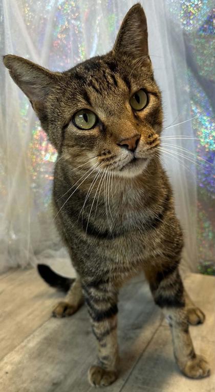 Shelter Stray Male Cat last seen Near E.Linden Street, Caddo Parish, LA, 1500 Monty St, Shreveport, LA 71107, USA