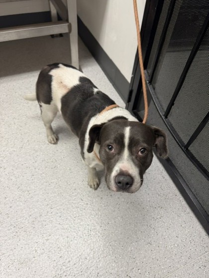 Shelter Stray Female Dog last seen 35th ave/ San Leanrdo, Oakland, CA, 1101 29th Ave, Oakland, CA 94601, USA