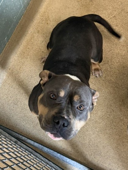 Shelter Stray Male Dog last seen 35th ave/ San Leanrdo, Oakland, CA, 1101 29th Ave, Oakland, CA 94601, USA