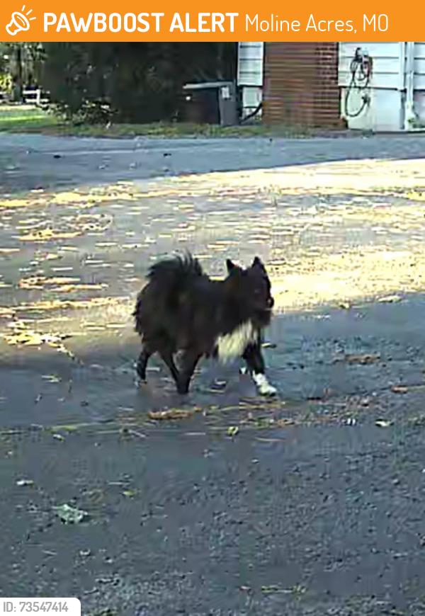 Found/Stray Unknown Dog last seen Chambers Road and 367, Moline Acres, MO 63136