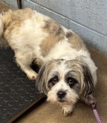 Shelter Stray Male Dog last seen Near Duncan Place, 30034, GA, 3280 Chamblee Dunwoody Rd, Chamblee, GA 30341, USA