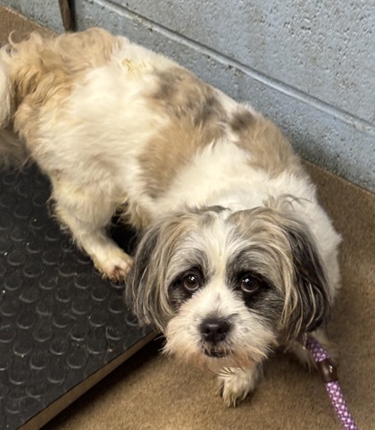 Shelter Stray Male Dog last seen Near Duncan Place, 30034, GA, 3280 Chamblee Dunwoody Rd, Chamblee, GA 30341, USA
