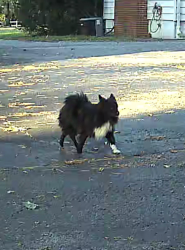 Found/Stray Unknown Dog last seen Chambers Road and 367, Moline Acres, MO 63136