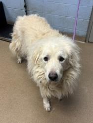 Shelter Stray Female Dog last seen , , GA, 3280 Chamblee Dunwoody Rd, Chamblee, GA 30341, USA