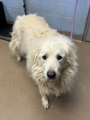 Shelter Stray Female Dog last seen , , GA, 3280 Chamblee Dunwoody Rd, Chamblee, GA 30341, USA