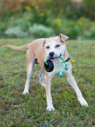 Shelter Stray Male Dog last seen Near Glenwood Ave Se, Other, GA, 1251 Fulton Industrial Blvd NW, Atlanta, GA 30336, USA