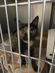 Shelter Stray Female Cat last seen Sharon Way and Estates Dr, Roseville City, CA, 200 Tahoe Ave, Roseville, CA 95678, USA