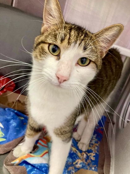 Shelter Stray Male Cat last seen Near McHenry St, Baltimore, MD 21223, 21223, MD, 2490 Giles Rd, Baltimore, MD 21225, USA