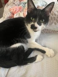 Lost Female Cat last seen Shopton Rd, Charlotte, NC 28278