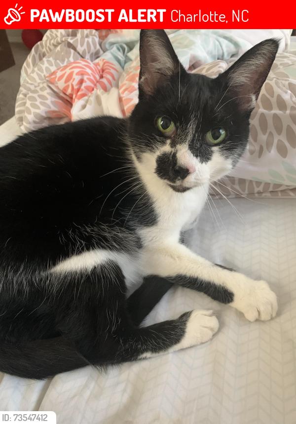Lost Female Cat last seen Shopton Rd, Charlotte, NC 28278