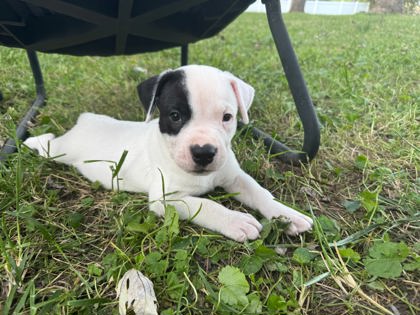 Shelter Stray Male Dog last seen Near E 30th St Unit 1W, 64109, MO, 7077 Elmwood Ave, Kansas City, MO 64132, USA