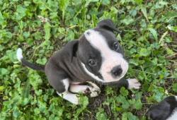 Shelter Stray Male Dog last seen Near E 30th St Unit 1W, 64109, MO, 7077 Elmwood Ave, Kansas City, MO 64132, USA