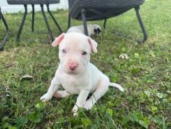 Shelter Stray Female Dog last seen Near E 30th St Unit 1W, 64109, MO, 7077 Elmwood Ave, Kansas City, MO 64132, USA