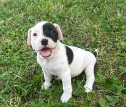 Shelter Stray Female Dog last seen Near E 30th St Unit 1W, 64109, MO, 7077 Elmwood Ave, Kansas City, MO 64132, USA