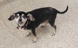 Shelter Stray Male Dog last seen Near NE 79th Terrace, 64118, MO, 7077 Elmwood Ave, Kansas City, MO 64132, USA