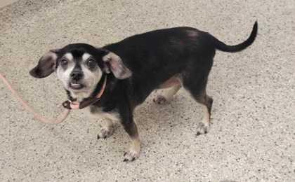 Shelter Stray Male Dog last seen Near NE 79th Terrace, 64118, MO, 7077 Elmwood Ave, Kansas City, MO 64132, USA