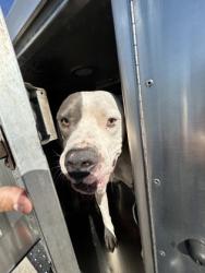 Shelter Stray Male Dog last seen Near AUSTIN RD, East District, TX, 355 Hillshire Dr, Haslet, TX 76052, USA
