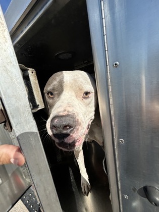 Shelter Stray Male Dog last seen Near AUSTIN RD, East District, TX, 355 Hillshire Dr, Haslet, TX 76052, USA