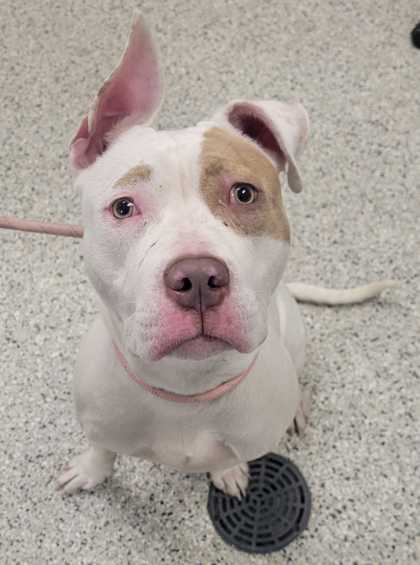 Shelter Stray Female Dog last seen Near Richmond Ave, 64134, MO, 7077 Elmwood Ave, Kansas City, MO 64132, USA