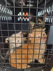 Shelter Stray Male Cat last seen Near Carson Park Dr near skate park, City of Eau Claire, WI, 3900 Old Town Hall Rd, Eau Claire, WI 54701, USA