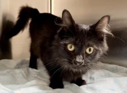 Shelter Stray Male Cat last seen E Sierra Dr & N Crest Dr, Raymore, MO, 1023 S Madison St, Raymore, MO 64083, USA