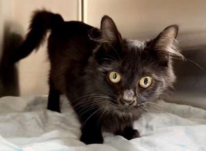 Shelter Stray Male Cat last seen E Sierra Dr & N Crest Dr, Raymore, MO, 1023 S Madison St, Raymore, MO 64083, USA