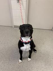 Shelter Stray Male Dog last seen N Meridian St and 62nd St, Fishers City, IN, 10501 Hague Rd, Fishers, IN 46038, USA