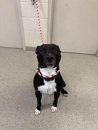 Shelter Stray Male Dog last seen N Meridian St and 62nd St, Fishers City, IN, 10501 Hague Rd, Fishers, IN 46038, USA