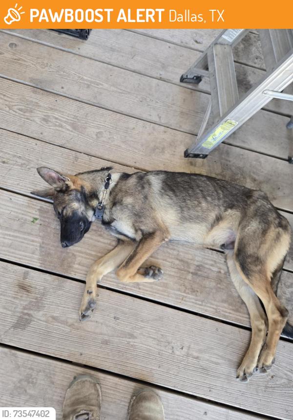 Found/Stray Male Dog last seen Bonton Farms Extension Farm, Dallas, TX 75253