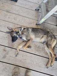 Found/Stray Male Dog last seen Bonton Farms Extension Farm, Dallas, TX 75253