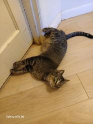 Reunited Male Cat last seen Doughton st, Salem, OR 97302