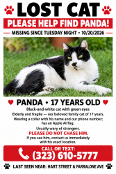 Lost Male Cat last seen HART ST & FARRALONE AVE, Los Angeles, CA 91303