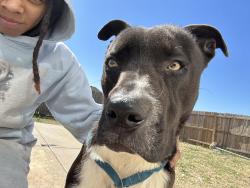 Lost Male Dog last seen Backyard, Fort Worth, TX 76140