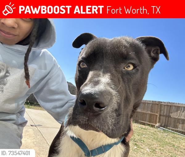 Lost Male Dog last seen Backyard, Fort Worth, TX 76140