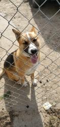 Lost Male Dog last seen Walmart, Ceres, CA 95358