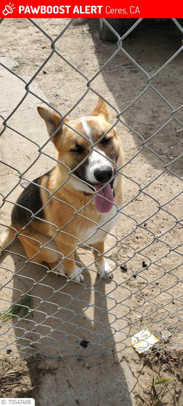 Lost Male Dog last seen Walmart, Ceres, CA 95358