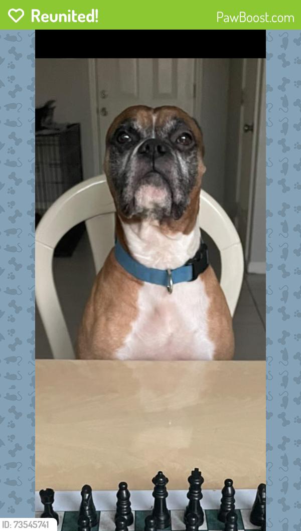 Reunited Male Dog last seen JJ, Houston, TX 77082