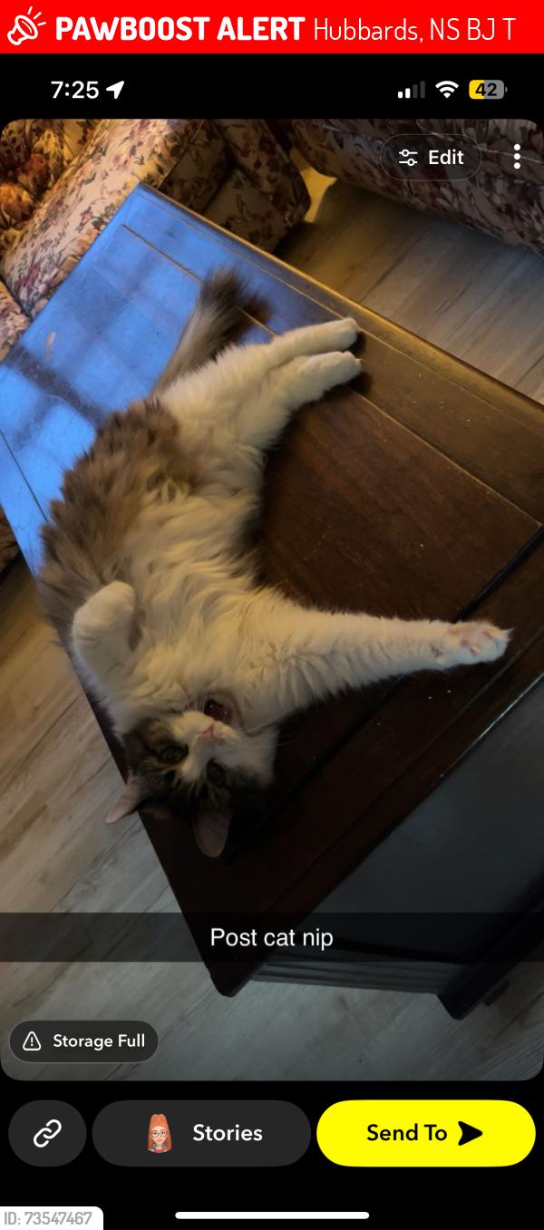 Lost Female Cat last seen Near cook drive, Hubbards, NS B0J 1T0